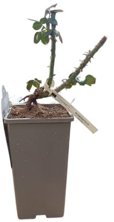 Rosal Natural Rosa en Maceta – Arbusto Vivo Perfecto para el Jardín