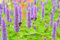Agastache 100 Graines, anis hysope - hysope anisée- plante vivace