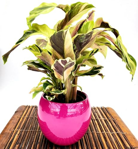 POWERS TO FLOWERS - CALATHEA, MARANTA YELLOW FUSION, IN VASO SFERICO FUCSIA, VASO 14CM DIAMETRO, pianta vera