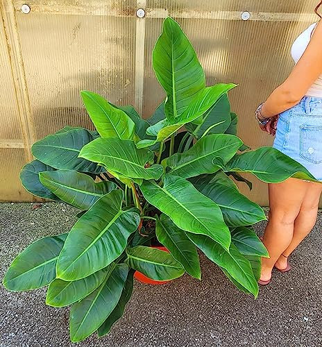 POWERS TO FLOWERS - PHILODENDRON, PHYLODENDRON IMPERIAL GREEN, MONSTERA, VASO 30CM DIAMETRO, pianta vera