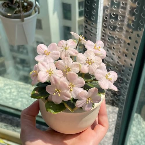 usambaraveilchen - kletterpflanzen gewächshaus balkon garten outdoor rankpflanzen bio pflanzensamen indoor alte sorten gartendeko für draußen zimmerbonsai gartenpflanzen blumensamen 500samen