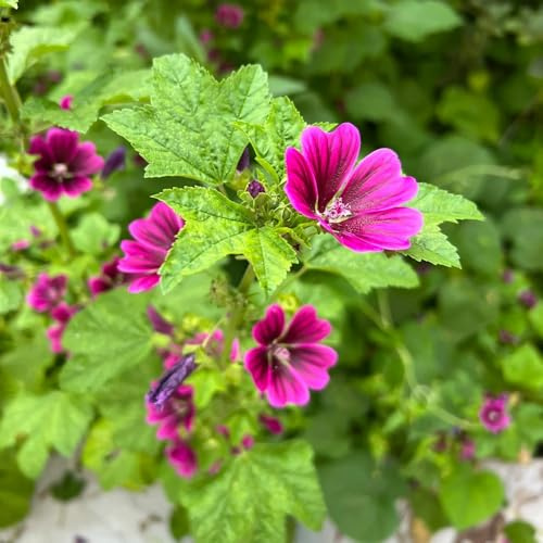 malva di semi di semi malva per gli amanti del giardino aiuola esotici selvatici da balcone decorazione floreale organica per balcone Decorazioni 600pcs