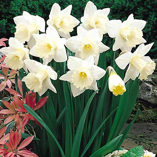 Portal Cool 10: Daffodil/Narcissus Bulbs - Mount Hood