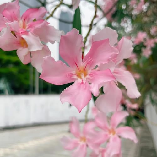 Oleander, gartendeko für draußen Nerium oleander, nachhaltige geschenke für sonnige plätze alte sorten winterharte für garten wildblumensamen 30Samen