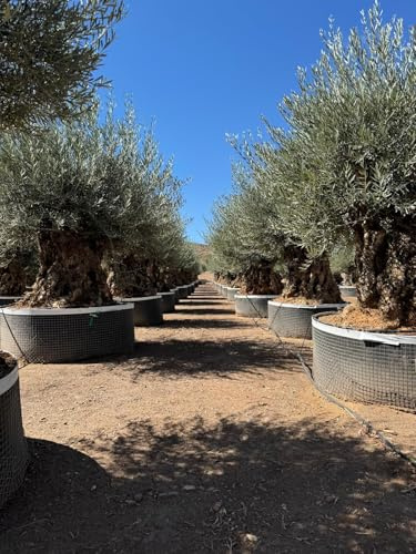 Sunny Tree - Ulivo - Olea Europaea - Olea Europaea - Albero d'olivo resistente - Bonsai 250 cm - 275 anni - Fruttazione