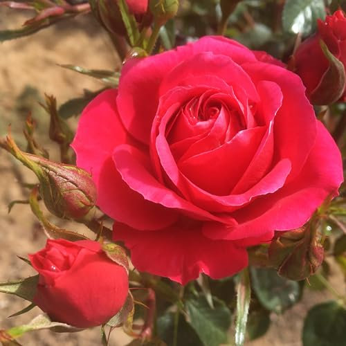 Rebecca - 5.5lt Potted Patio Garden Rose Bush - Lovely Displays of Attractive Deep Raspberry Pink Blooms, Early and Quickly Repeat Flowering, Exclusive