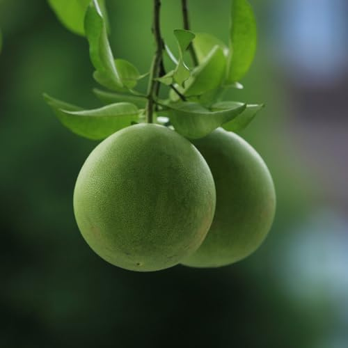 pomelosamen obstpflanzen winterharte kübelpflanzen steingartenpflanzen winterhart obstbaum exotische winterharte stauden winterfeste für balkon, deko balkon 200samen