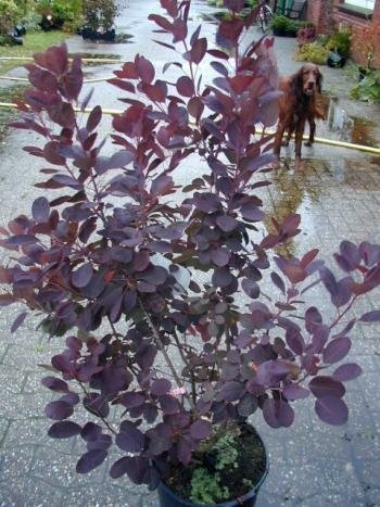 roter Perückenstrauch Cotinus coggygria Royal Purple 40-60 cm hoch im 3 Liter Pflanzcontainer