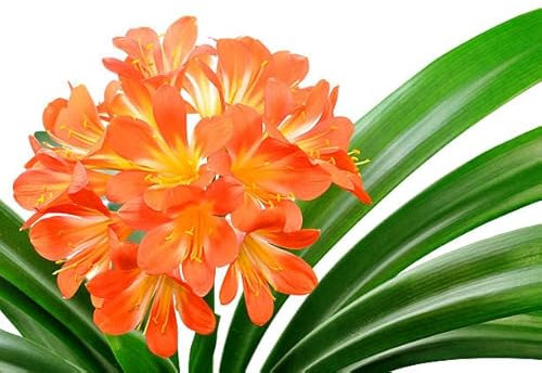 Lirio del Bosque Natural Planta de Exterior Resistente y Fácil de Cuidar