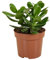 Bloomique - Crassula Ovata Albero Magico - Pianta di Giada - Piante da appartamento - Pianta succulenta - Succulenta - Molto facile da curare - 15-20 cm di altezza - Vaso 12 cm