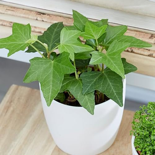Hedera Helix English Ivy Common Ivy Vine Plant Houseplant 8.5cm Pot