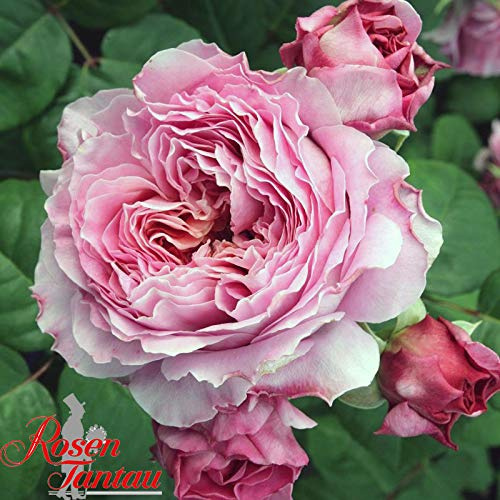 Eisvogel ® Edelrose im großen 7,5 ltr Topf
