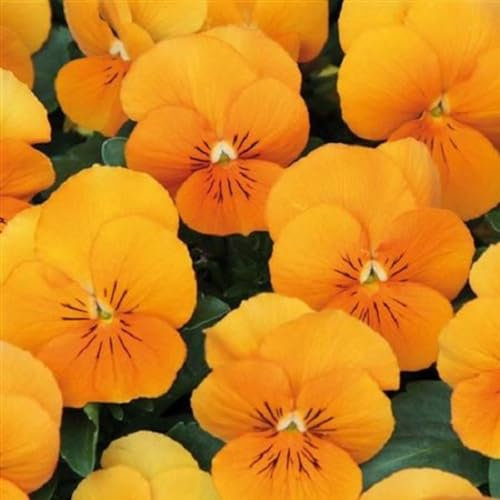 Helza Stiefmütterchen Twix Tangerine, Mandarine, Holländische Veilchen, 200 stück, Blumensamen für Garten und Balkon, Pflanzensamen, Saatgut von Kulturpflanzen