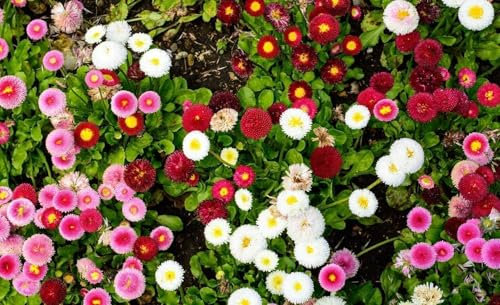 Bellis perennis - Pâquerette en melange 100 Graines