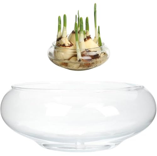 Pastoralist Plantera de Loto de Loto, Cuenco de Flores de de 6 Pulgadas, Lirio de Agua Transparente, Vidrio Decorativo para Flores suculenta Planta hidropónica de Peces decoración del hogar