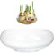 Plantera de Loto de Loto, Cuenco de Flores de de 6 Pulgadas, Lirio de Agua Transparente, Vidrio Decorativo para Flores suculenta Planta hidropónica de Peces decoración del hogar