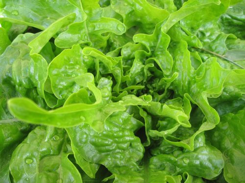 PREMIER SEEDS DIRECT - Lettuce - Green OAKLEAF - 4 GRAM ~ Approx 3520 Finest Seeds