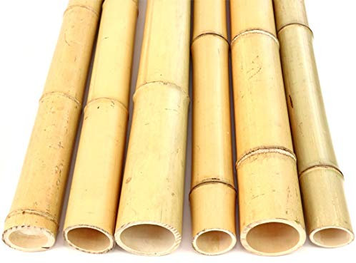 bambus-discount.com - Bambù giallo Moso sbiancato, diametro 7-8 cm, lunghezza 200 cm.