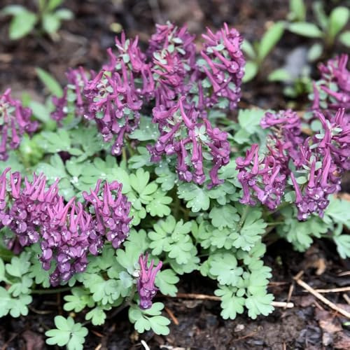 semillas de espuela caballero espuela caballero resistentes para el jardín silvestres perennes resistentes otoño, 130pcs