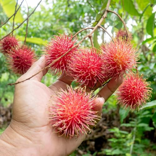 semi di rambutan, da balcone resistenti Nephelium lappaceum, Gli da frutto nani sono resistenti frutto colonnare rari semi di per il giardino 30pcs