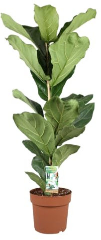 Plant in a Box - Ficus Lyrata - Zimmerpflanze - Geigenfeige - Topf 21cm - Höhe 70-90cm