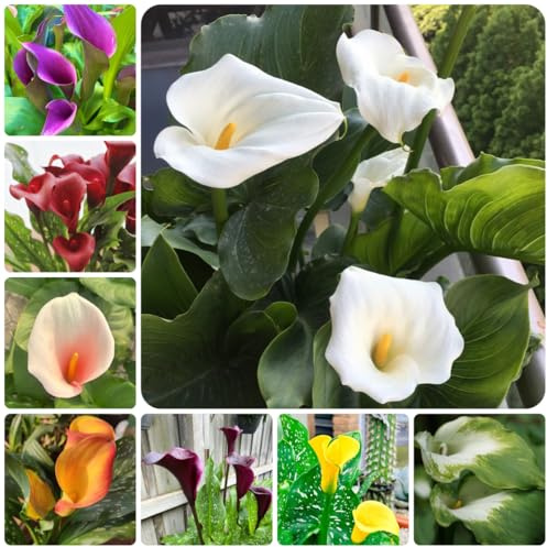 4bulbi di calla resistenti - decorazione, appartamento di calle, giardino, forniture da giardino copertura del terreno, perenne