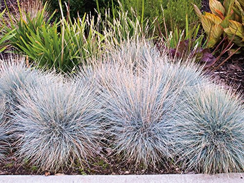GARTEN SCHLÜTER® Blauschwingel Elijah Blue Festuca cinerea | Winterhart immergrün Bodendecker mehrjährig - Ziergras