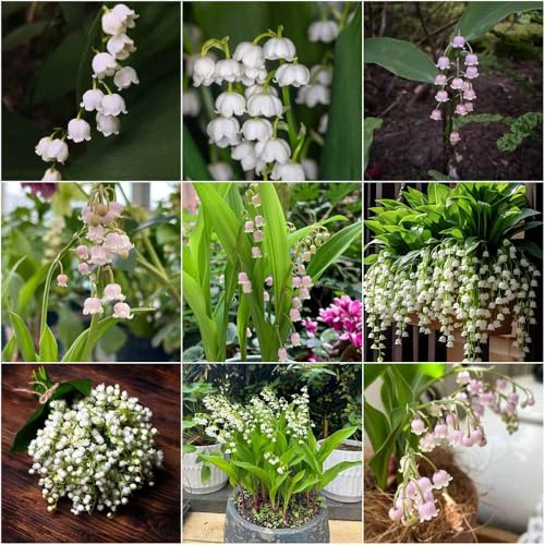 bulbos de lirio de los valles resistentes al invierno para el jardín balcón resistentes con bulbos temprana interior resistente, 20pcs