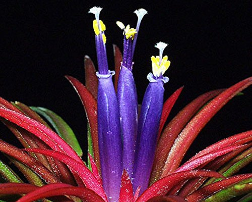 Biotope Aquatics Ltd - Large Tillandsia ionantha rubra red Live Airplant for House Vivarium Decoration Plant