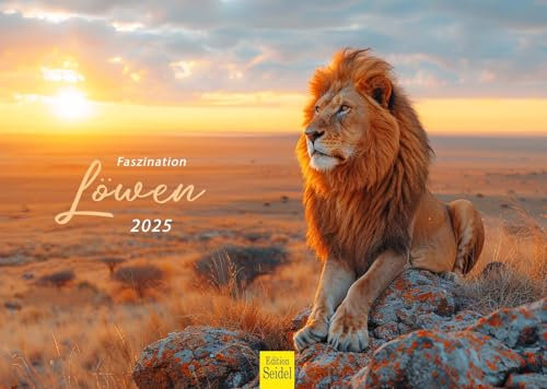 Edition Seidel Premium Kalender Faszination Löwen 2025 Format DIN A3 Wandkalender Tierkalender Afrika Wildtier Raubtier Katze Löwe Großkatze Lion