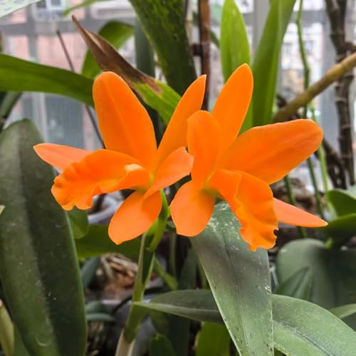 semillas de orquídeas puppy silvestres balcon orquídeas catya resistentes al aire libre para lugares soleados 500pcs