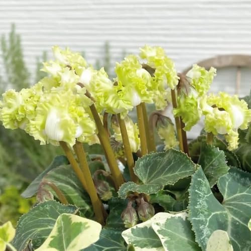 Semi di ciclamino - regali per gli amanti del giardino giardino semi di rare copertura del terreno da giardino roccioso serre 300pcs