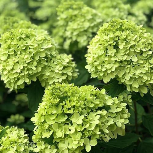 semi di ortensia a pannocchia - biologici semi da giardino Ortensia paniculata - arbusti selvatici decorazione floreale 500pcs