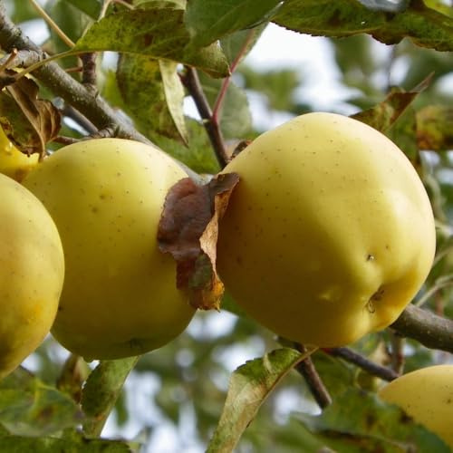Plante Fruitière Pommier Golden Delicious En Vase 24 Age 3/4 Ans (Photo Réelle)