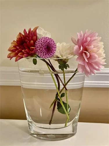 Dalias que no requieren pregerminación -Dalias Rizoma, Perfectas para Jardines, Tolera el frío.Hojas altas y grandes.-2bulbos -J