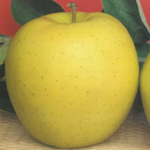 Plante Fruitière Pommier A Racine Nue - Variétés Choix Age 2 Ans Photo Royaux (Variétés : Golden Delicious