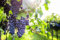 Weintraube Regent – Süße, blaue Weintraube 60-100 cm | Vitis Weinrebe im 2-Liter-Topf | Kräftiger Wuchs & Pilzresistent
