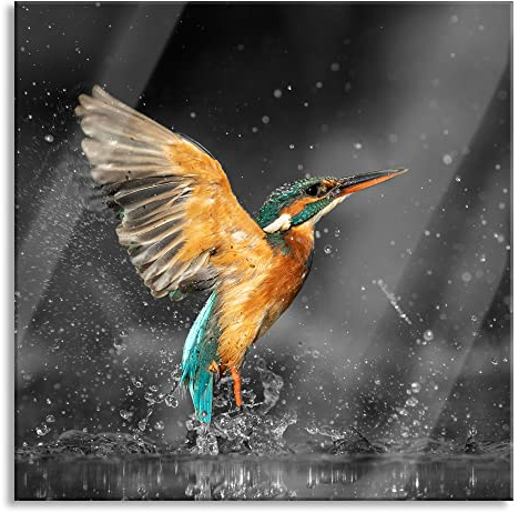 Pixxprint Glasbild, Wandbild auf Echtglas, Eisvogel auf der Jagd nach Fischen B&W Detail, 50x50 cm, inkl. Aufhängung und Abstandshalter