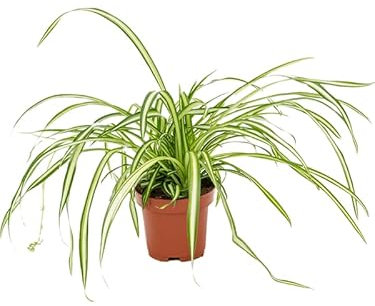 Chlorophytum comosum - Spider Plant in 12cm Pot