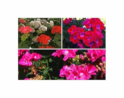 Stk - 10x Geranien Multibloom F1 Mischung Garten Pflanzen - Samen F-S515 - Seeds & Plants Shop by Ipsa