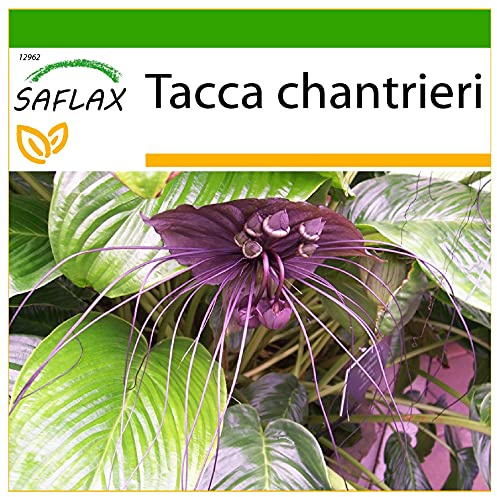 SAFLAX - Fledermausblume - 10 Samen - Mit keimfreiem Anzuchtsubstrat - Tacca chantrieri