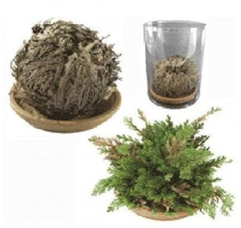 5 Piante Rosa di Jericho in confezione regalo in pvc - con piattino in terracotta e pergamena Selaginella lepidophylla Jerico Gerico