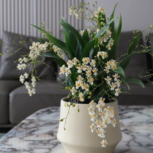 Semi di orchidea Oncidium, decorazione del soggiorno semi di regali per gli amanti del giardino serre da balcone d'appartamento da giardino rare 50pcs