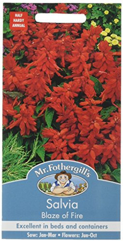 Mr Fothergills SALVIA Blaze of Fire, Red