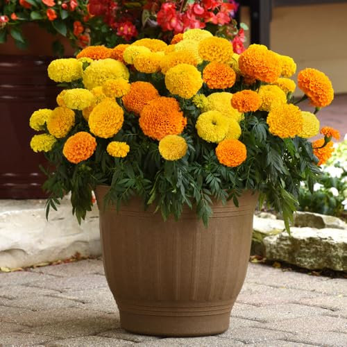 African Marigold ‘Marvel Mix' Plug Plant x 6. Orange & Yellow Bedding Flowers. Available from Bedwen Plants
