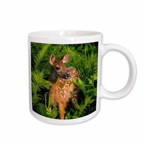 3dRose USA, Minnesota. Close-up of White-tailed deer fawn in the ferns. 15oz Mug