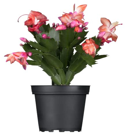 DECOALIVE Planta Schlumbergera Ideal para la Navidad Cactus Natural (8436601575869)