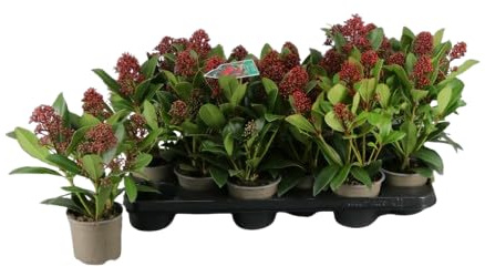 Planta Natural Skimmia|Ideal para Decoración Interior y Exterior
