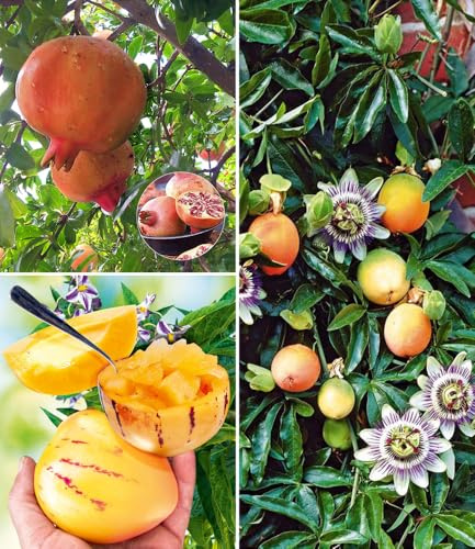 BALDUR Garten 3er Set Exotisches Obst, Pflanzen im 9x9 cm-Topf, je 1 Pflanze Maracuja, Melonenbirne & Granatapfel, Kübelpflanzen, mehrjährige Obstpflanzen, ideal für Garten, Balkon & Terrasse