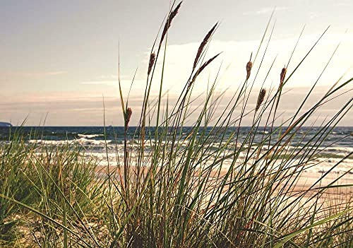 Forwall - Vlies Fototapete Gras Dünen Strand Meer Ostsee Natur Landschaft 368x254 cm - Fototapeten - Tapeten - für Wohnzimmer Schlafzimmer - Vliestapete Wandtapete Tapete 3D Effekt- inkl. Kleister